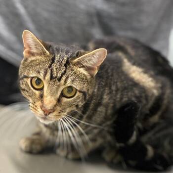 Bulbasaur -  Domestic Short Hair Cat for Adoption in Shelbyville, Indiana - Bulbasaur | PetCurious