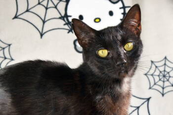 Rescue Domestic Short Hair Cats for Adoption in Traverse City, Michigan - Sally | PetCurious