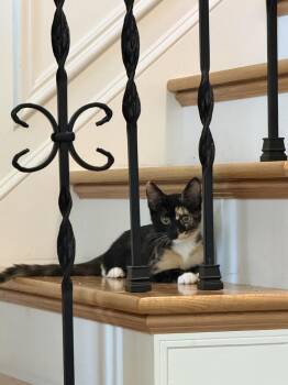 Azeka -  Domestic Short Hair Cat for Adoption in Cary, North Carolina - Azeka | PetCurious