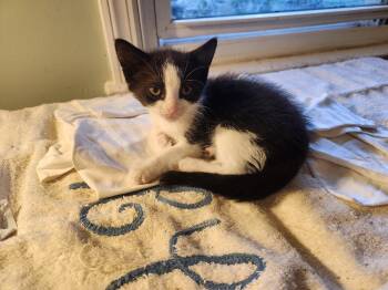 Jeffrey -  Domestic Short Hair Cat for Adoption in Berkeley Heights, New Jersey - Jeffrey | PetCurious