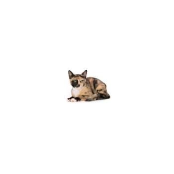 Domestic Short Hair Cats Available for Adoption in Los Angeles, California - Mary Jane | PetCurious