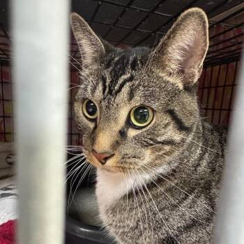 Bentley -  Domestic Short Hair Cat Available for Adoption in Milford, Iowa - Bentley | PetCurious