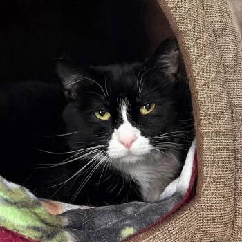 Bucky -  Domestic Short Hair Cat for Adoption in State College, Pennsylvania - Bucky | PetCurious