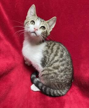Zooble -  Domestic Short Hair Cat for Adoption in Jackson, Michigan - Zooble | PetCurious