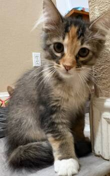 Rescue Domestic Medium Hair Cats for Adoption in Bonsall, California - Hershey 4861 | PetCurious