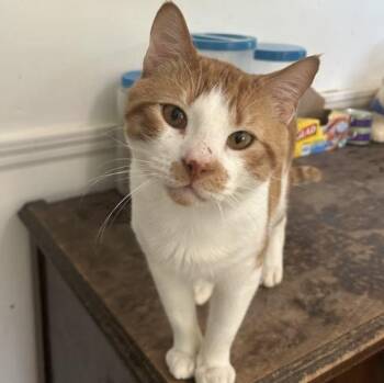 Rescue Domestic Short Hair Cats for Adoption in Huntington, New York - Kevin | PetCurious