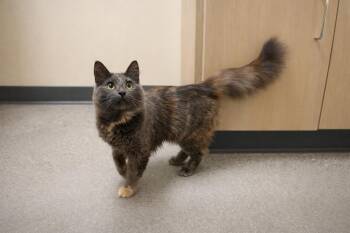 Tortoiseshell Cats Available for Adoption in West Hollywood, California - Tuna Pop | PetCurious