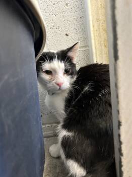Rescue Domestic Short Hair Cats for Adoption in Ontario, California - Jeremiah | PetCurious