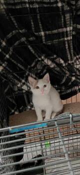 Rescue American Shorthair Cats for Adoption in The Woodlands, Texas - Calliope | PetCurious