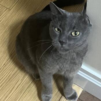 Lillipad -  Domestic Short Hair Cat for Adoption in New York, New York - Lillipad | PetCurious