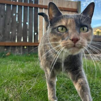 Day Kitty -  Domestic Short Hair Cat for Adoption in Springfield, Oregon - Day Kitty | PetCurious