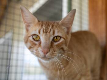 Dobby -  Tabby and Domestic Short Hair Cat for Adoption in Republic, Washington - Dobby | PetCurious