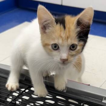 Rescue Domestic Short Hair Cats for Adoption in Washington, District Of Columbia - Eliza Schuyler | PetCurious