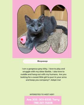Bopeep -  Russian Blue Cat for Adoption in Coral Gables, Florida - Bopeep | PetCurious