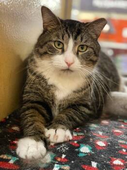 Tabby Cats Available for Adoption in Taylor, Michigan - Big Guy | PetCurious