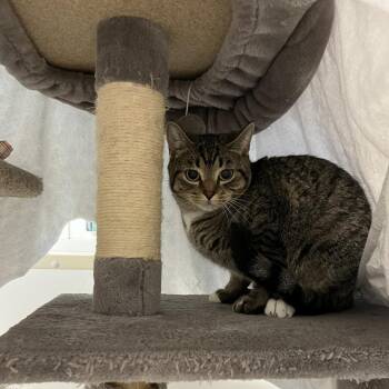 Spirit -  Domestic Short Hair Cat for Adoption in Bedford, New Hampshire - Spirit | PetCurious