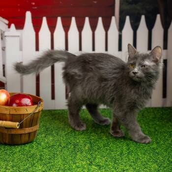 Jezzie -  Domestic Medium Hair Cat for Adoption in Lapeer, Michigan - Jezzie | PetCurious