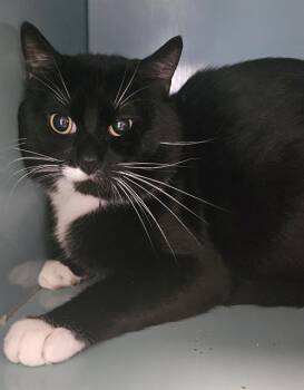 MILO -  Domestic Short Hair Cat for Adoption in Santa Cruz, California - MILO | PetCurious