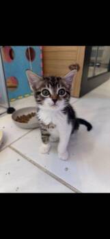 Mae -  American Shorthair and Domestic Short Hair Cat for Adoption in Richardson, Texas - Mae | PetCurious