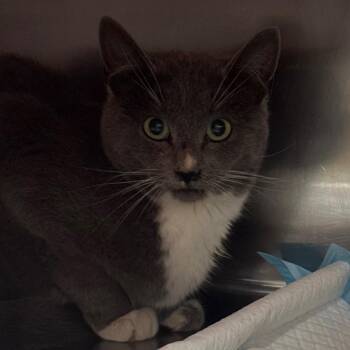 Domestic Short Hair Cats Available for Adoption in Salt Lake City, Utah - Oakley | PetCurious