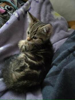 Paige & Juniper -  Domestic Short Hair Cat for Adoption in Portland, Maine - Paige & Juniper | PetCurious