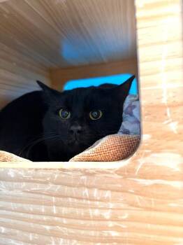 Domestic Short Hair Cats Available for Adoption in Fort Collins, Colorado - Jimmy Price | PetCurious