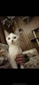 Rescue Domestic Short Hair Cats for Adoption in Gresham, Wisconsin - TY | PetCurious