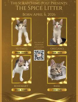 KITTENS - Spice Litter -  Domestic Medium Hair Cat for Adoption in Cincinnati, Ohio - KITTENS - Spice Litter | PetCurious