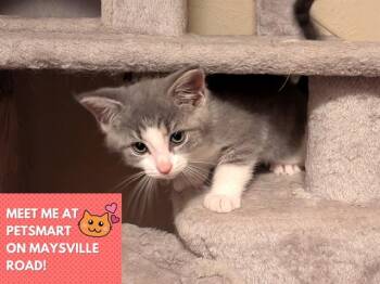 WONDER WOMAN -  Domestic Short Hair Cat for Adoption in Fort Wayne, Indiana - WONDER WOMAN | PetCurious