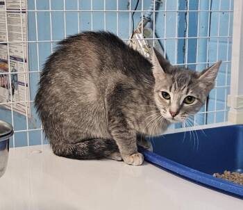Furrgie -  Domestic Short Hair Cat for Adoption in Claremont, New Hampshire - Furrgie | PetCurious