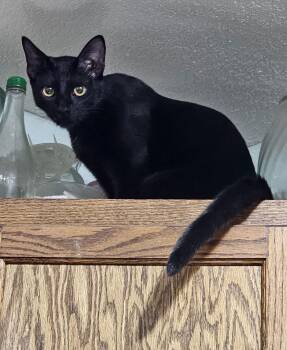 Stealth -  Domestic Short Hair Cat for Adoption in Frisco, Texas - Stealth | PetCurious