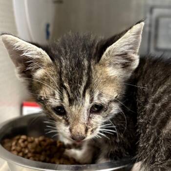 Domestic Medium Hair Cats Available for Adoption in Yuma, Arizona - Marcos | PetCurious
