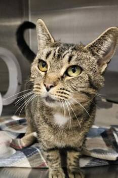 Juliet -  Domestic Short Hair Cat for Adoption in Lafayette, Indiana - Juliet | PetCurious