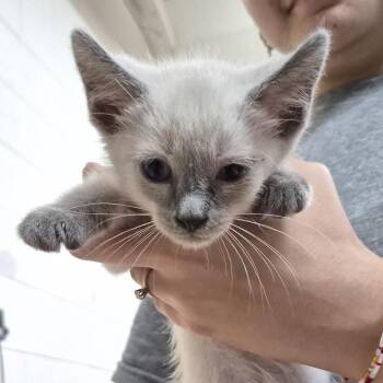 Apollo -  Domestic Short Hair Cat for Adoption in Ardmore, Oklahoma - Apollo | PetCurious