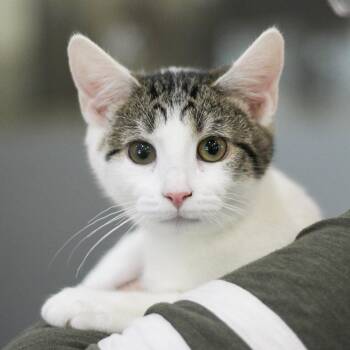 Domestic Short Hair Cats Available for Adoption - Lani | PetCurious