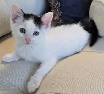 Spice -  Domestic Short Hair Cat for Adoption in Honolulu, Hawaii - Spice | PetCurious