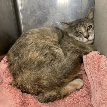 Linda -  Domestic Short Hair Cat for Adoption in Roanoke, Virginia - Linda | PetCurious
