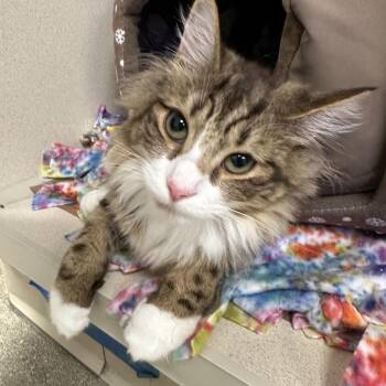 Pancake -  Domestic Medium Hair Cat for Adoption in New York, New York - Pancake | PetCurious