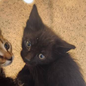 Kalahari -  Domestic Short Hair Cat for Adoption in Reno, Nevada - Kalahari | PetCurious