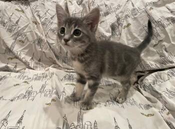 Smoke -  Domestic Medium Hair Cat for Adoption in Diamond Springs, California - Smoke | PetCurious