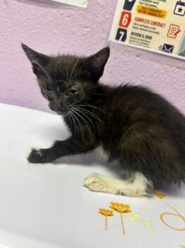 61355893 -  Domestic Short Hair Cat for Adoption in El Paso, Texas - 61355893 | PetCurious