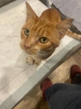 Clyde - Loving Boy Needs Foster -  American Shorthair Cat for Adoption in Kirkland, Washington - Clyde - Loving Boy Needs Foster | PetCurious