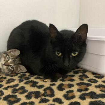 Cera -  Domestic Short Hair Cat Available for Adoption in Franklin, North Carolina - Cera | PetCurious