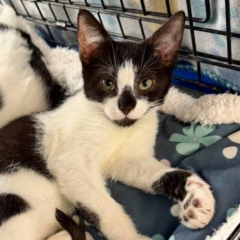 Rescue Domestic Short Hair Cats for Adoption in Knoxville, Tennessee - Rocket Man | PetCurious