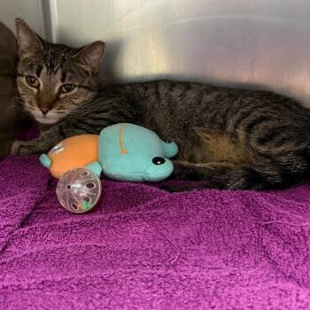 Domestic Short Hair Cats Available for Adoption in Allentown, Pennsylvania - Cleocatra | PetCurious