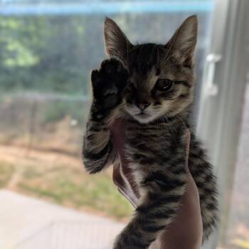 Flower -  Domestic Short Hair Cat for Adoption in Belfair, Washington - Flower | PetCurious
