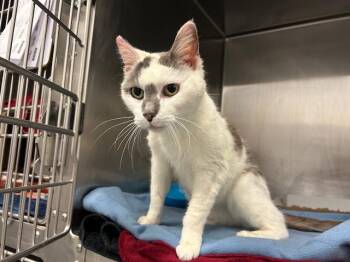 Domestic Short Hair Cats Available for Adoption in Tulsa, Oklahoma - CLEO | PetCurious