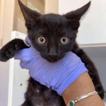 Pink -  Domestic Short Hair Cat for Adoption in Kanab, Utah - Pink | PetCurious