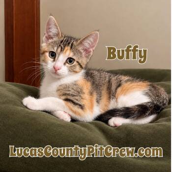 Buffy -  Calico and Tabby Cat for Adoption in Toledo, Ohio - Buffy | PetCurious