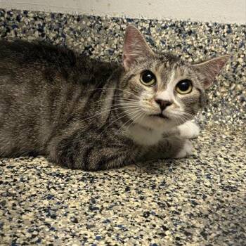 Domestic Short Hair Cats Available for Adoption in Long Beach, California - Malia | PetCurious